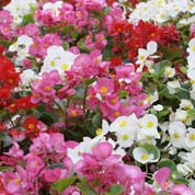 Bolbos Begonias preo barato - Fim de temporada